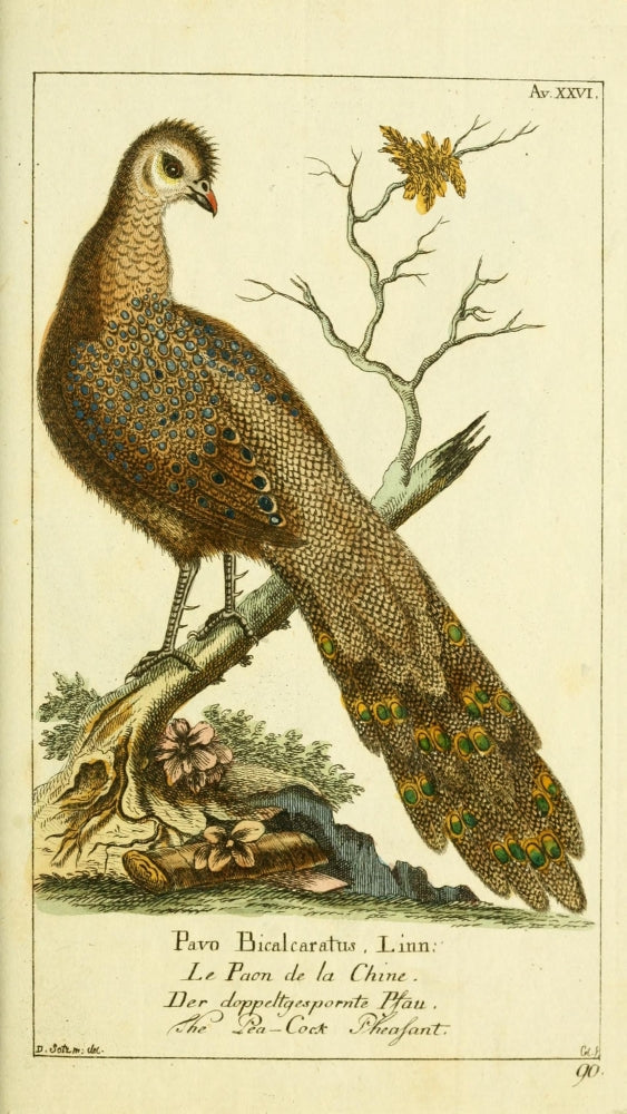 Naturgeschichte des Thierreichs 1780 Peacock Pheasant Poster Print by Daniel Sotzmann