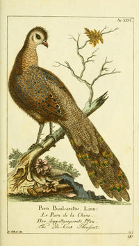 Naturgeschichte des Thierreichs 1780 Peacock Pheasant Poster Print by Daniel Sotzmann
