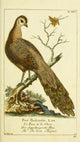 Naturgeschichte des Thierreichs 1780 Peacock Pheasant Poster Print by Daniel Sotzmann