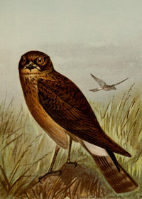 Bird Life 1901 Marsh Hawk Poster Print by Ernest T. Seton
