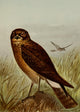 Bird Life 1901 Marsh Hawk Poster Print by Ernest T. Seton