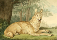 Musei Leveriani 1792 Wolf Poster Print by Charles R. Ryley