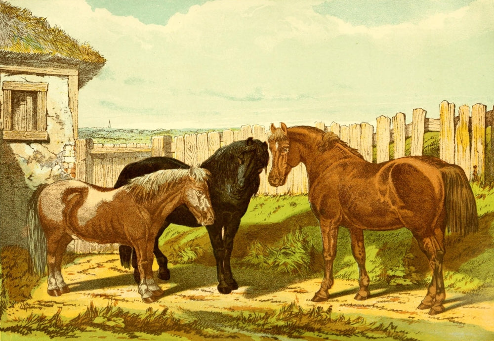 Modern Practical Farriery 1875 Group of Ponies Poster Print