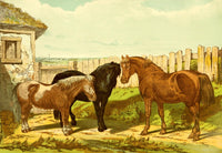 Modern Practical Farriery 1875 Group of Ponies Poster Print