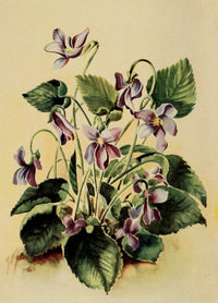 Fieldbook of Illinois Wild Flowers Vintage Poster Print featuring a blue violet
