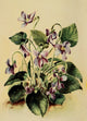 Fieldbook of Illinois Wild Flowers Vintage Poster Print featuring a blue violet