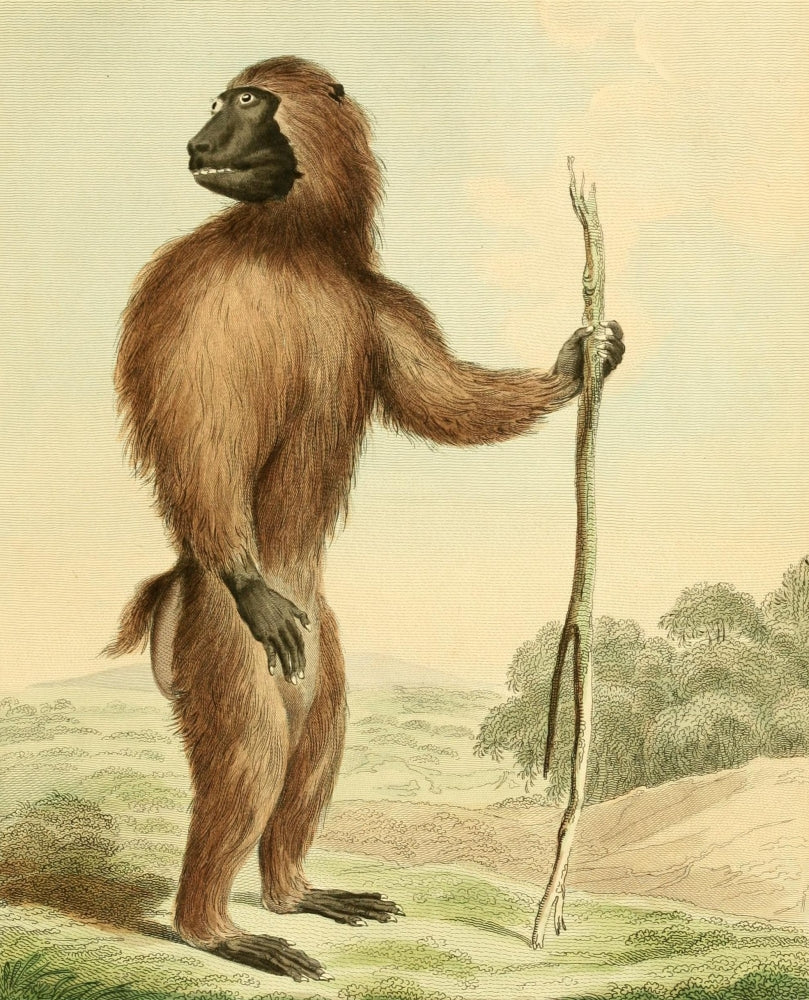 Musei Leveriani 1792 Wood Baboon Poster Print by Charles R. Ryley