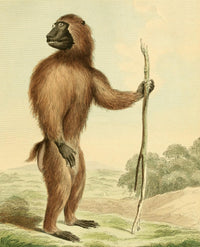 Musei Leveriani 1792 Wood Baboon Poster Print by Charles R. Ryley