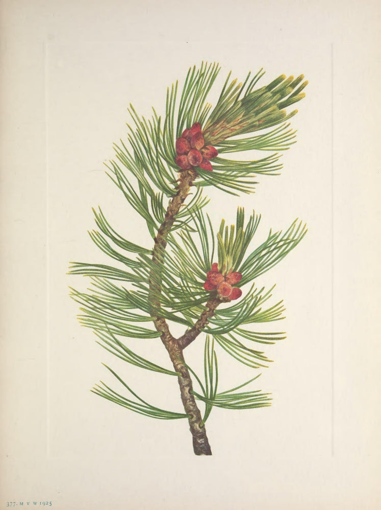 N. American Wild Flowers Whitebark Pine Poster Print by Mary V. Walcott