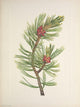 N. American Wild Flowers Whitebark Pine Poster Print by Mary V. Walcott