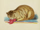 Cats 1877 Manx Poster Print showcasing a vintage style artwork.