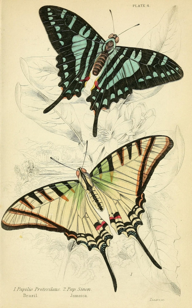 Foreign Butterflies 1858 Protesilaus Art Print showcasing intricate butterfly designs.