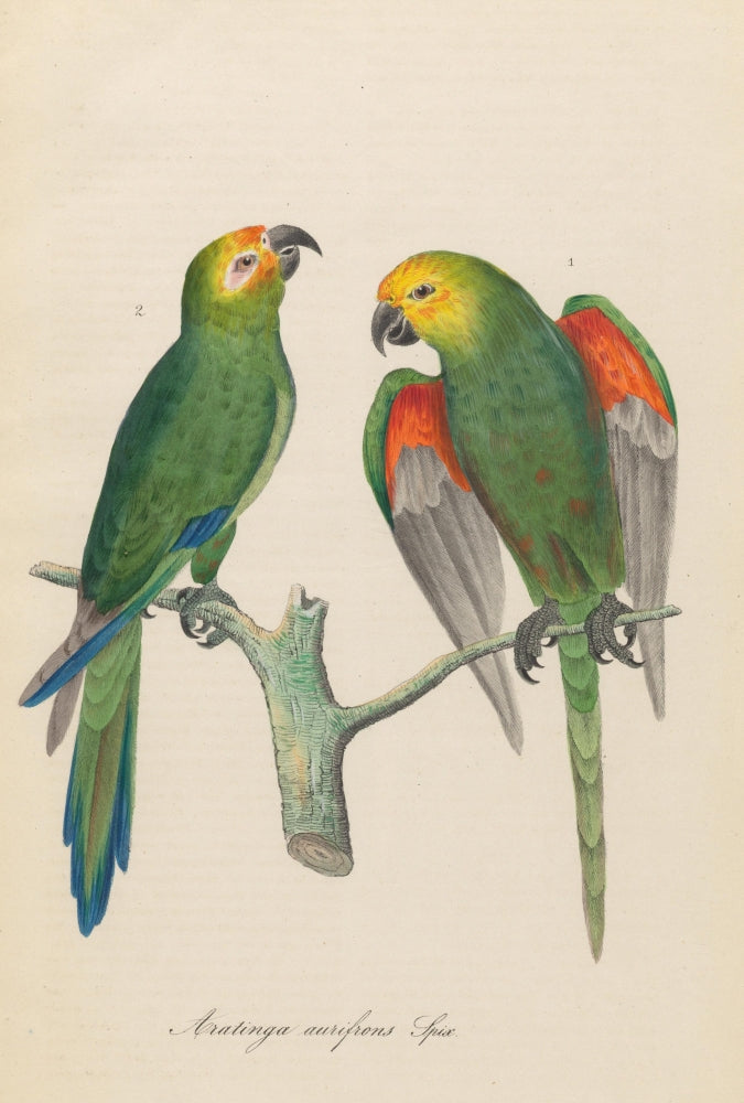 Monographie der Papergeien 1842 Poster Print showcasing delicate paper-like birds.