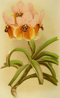 Vanda Sanderiana Poster Print by Vincent Brooks Day featuring vibrant orchids