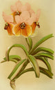 Vanda Sanderiana Poster Print by Vincent Brooks Day featuring vibrant orchids