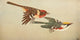 Wild Birds Red-breasted and Chestnut-sided Warblers Poster Print by F. S. Mathews