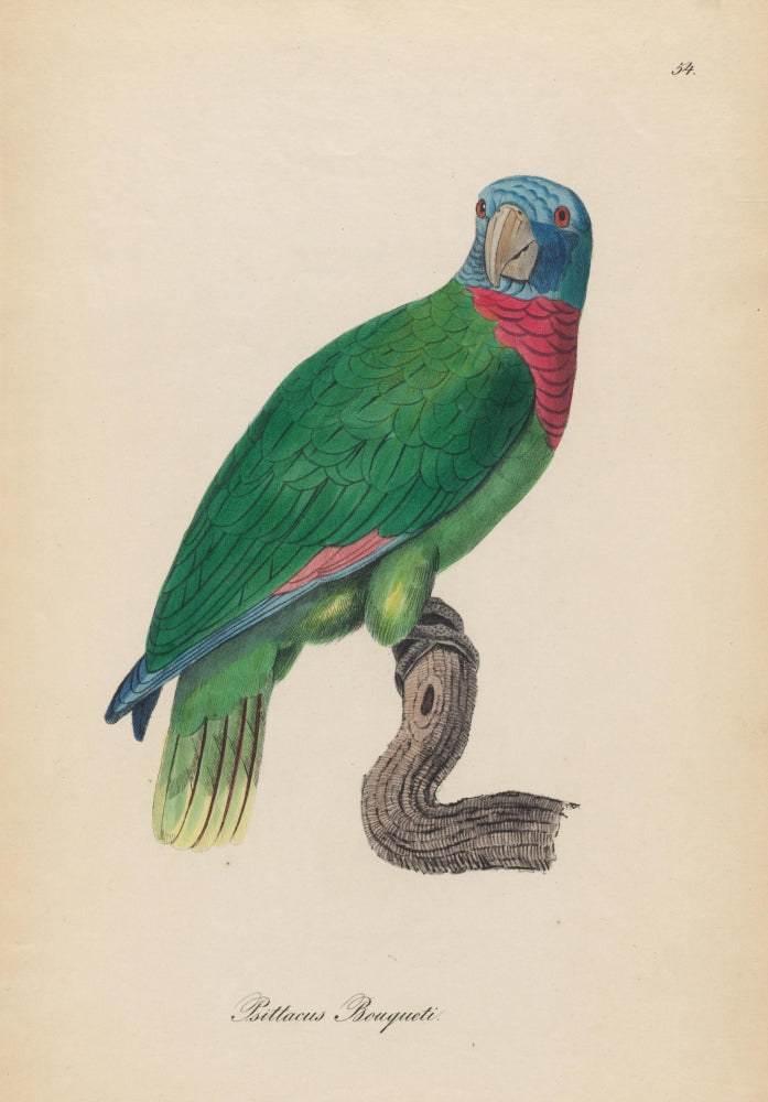 Monographie der Papergeien 1842 Poster Print showcasing vintage bird illustrations.