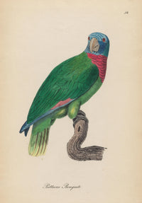 Monographie der Papergeien 1842 Poster Print showcasing vintage bird illustrations.