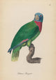 Monographie der Papergeien 1842 Poster Print showcasing vintage bird illustrations.