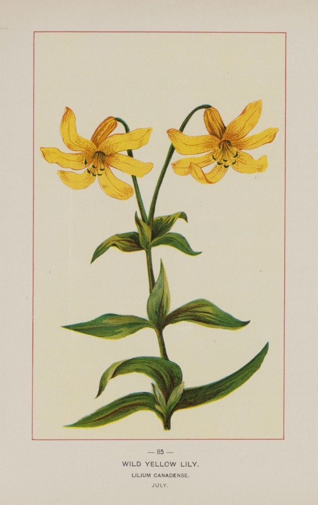 Wild Yellow Lily Poster Print from the Wild Flowers of America collection, vintage botanical art.