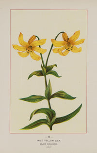 Wild Yellow Lily Poster Print from the Wild Flowers of America collection, vintage botanical art.