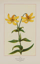 Wild Yellow Lily Poster Print from the Wild Flowers of America collection, vintage botanical art.