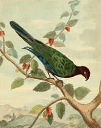 Musei Leveriani 1792 Pompadour Parrot Poster Print by Charles R. Ryley