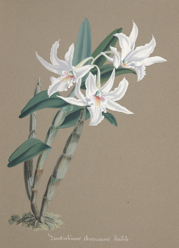 Collection d'Orchide c.1900 Dendrobium Eburneum Poster Print showcasing vibrant floral detail.