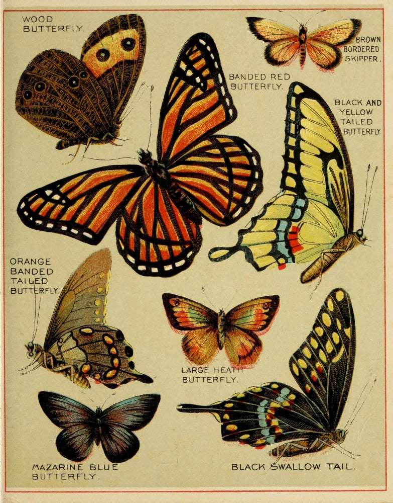 Butterflies of America c.1900 Poster Print featuring various butterfly species on premium paper.
