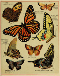 Butterflies of America c.1900 Poster Print featuring various butterfly species on premium paper.