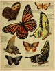 Butterflies of America c.1900 Poster Print featuring various butterfly species on premium paper.
