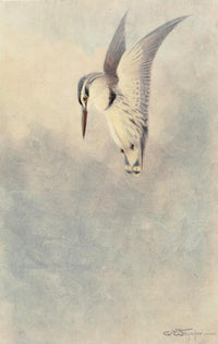 Egyptian Birds 1909 Black & White Kingfisher Poster Print by Charles Whymper