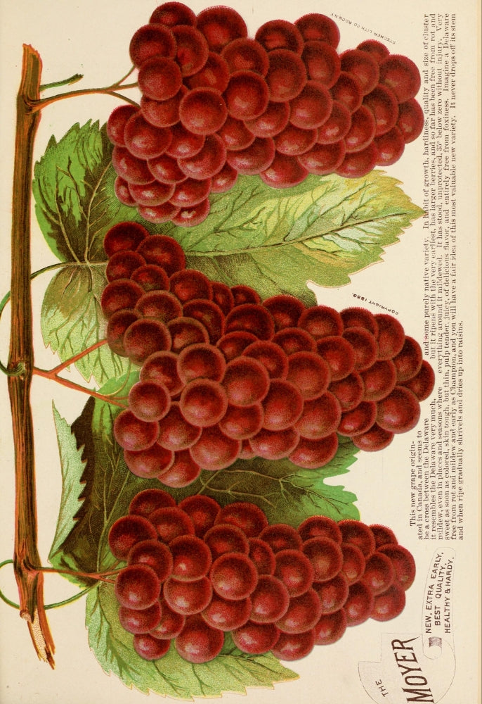 The Moyer Grapes Poster Print from 1888-1896 showcasing vintage horticulture.
