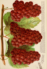 The Moyer Grapes Poster Print from 1888-1896 showcasing vintage horticulture.