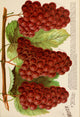 The Moyer Grapes Poster Print from 1888-1896 showcasing vintage horticulture.
