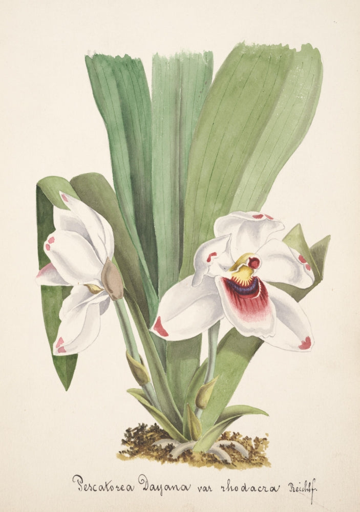 Collection d'Orchide c.1900 Pescatorea Poster Print showcasing vintage botanical art