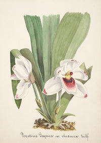 Collection d'Orchide c.1900 Pescatorea Poster Print showcasing vintage botanical art