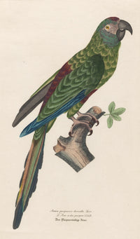 Monographie der Papergeien 1842 Poster Print showcasing ornithological illustrations.