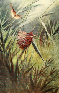 Egyptian Birds 1909 Reed Warbler Poster Print by Charles Whymper
