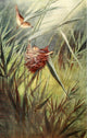 Egyptian Birds 1909 Reed Warbler Poster Print by Charles Whymper