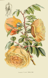 Fortune's Double Yellow Rose Vintage Poster Print from 1854