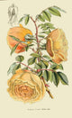 Fortune's Double Yellow Rose Vintage Poster Print from 1854