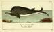Naturgeschichte des Thierreichs 1780 Wallfish Poster Print by Daniel Sotzmann