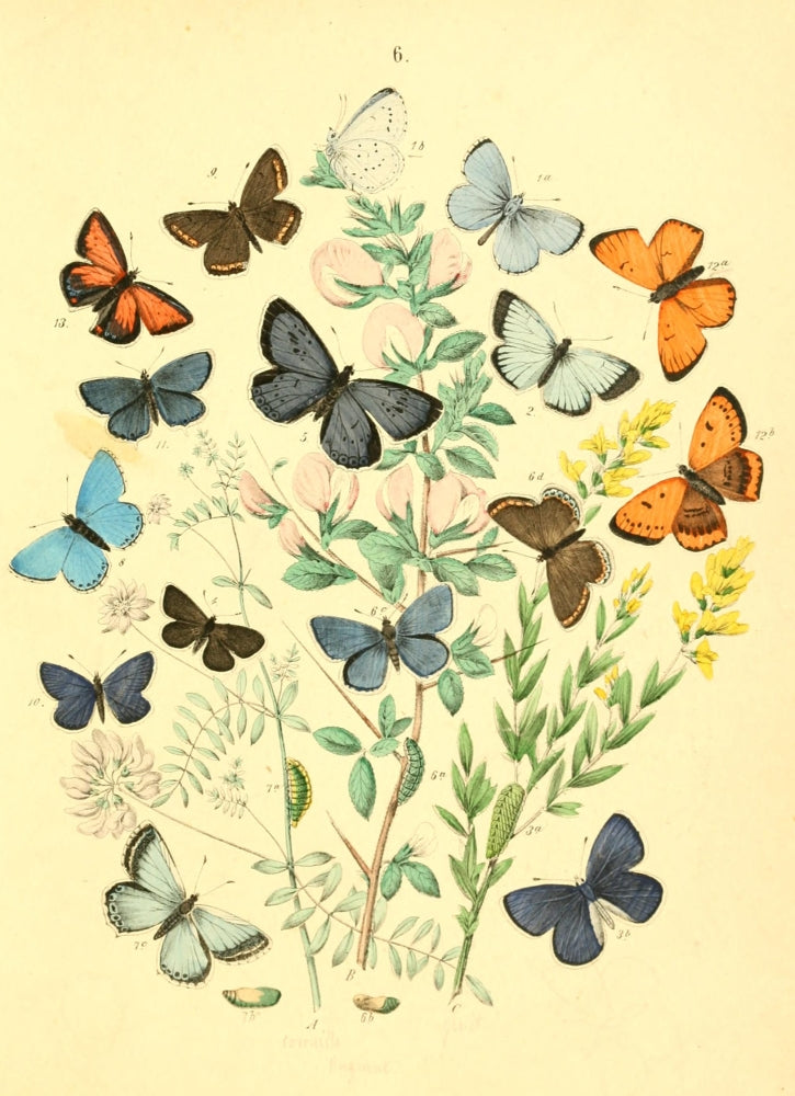 Musée Entomologique 1876 Poster Print featuring various insects