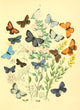 Musée Entomologique 1876 Poster Print featuring various insects