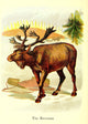 Friendly Animals 1905 The Reindeer Poster Print featuring a whimsical reindeer illustration.