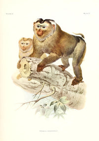 Primates 1913 Macaque Poster Print by Joseph Wolf featuring detailed wildlife art.