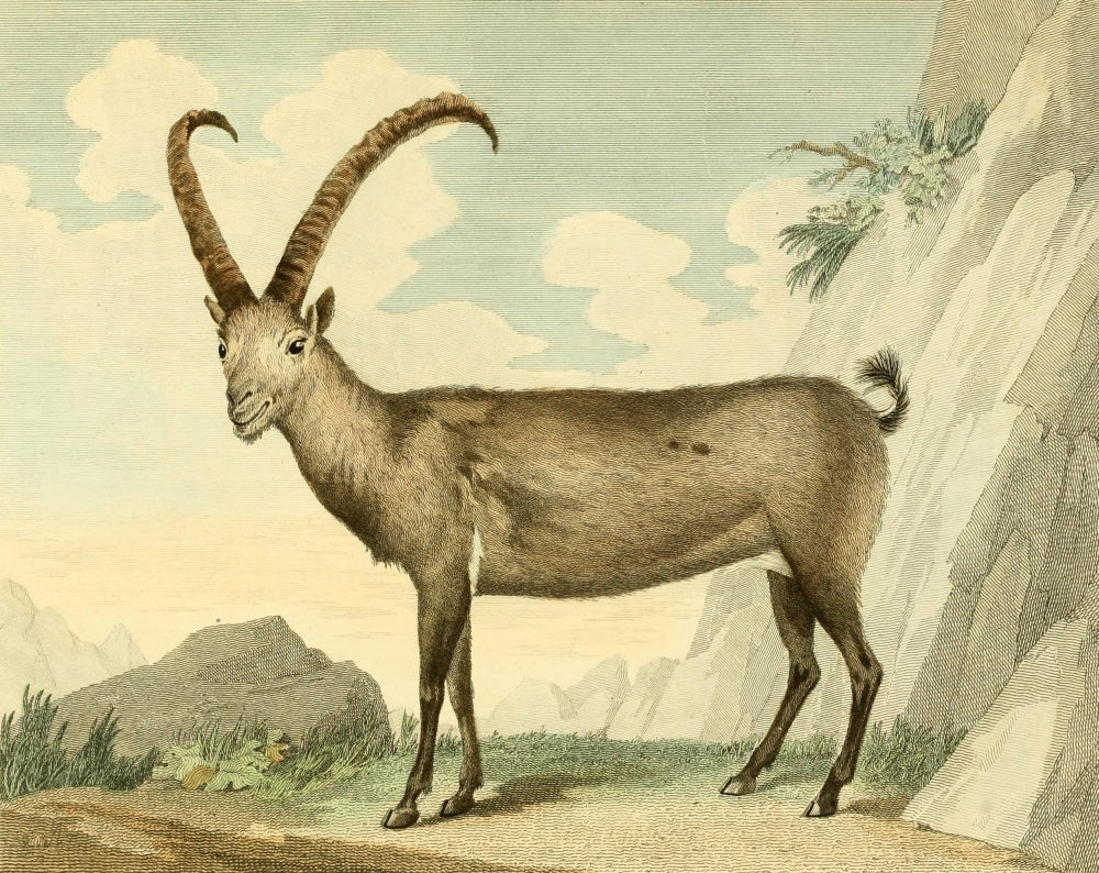 Musei Leveriani 1792 Steinbock Art Poster Print by Charles R. Ryley