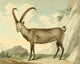 Musei Leveriani 1792 Steinbock Art Poster Print by Charles R. Ryley