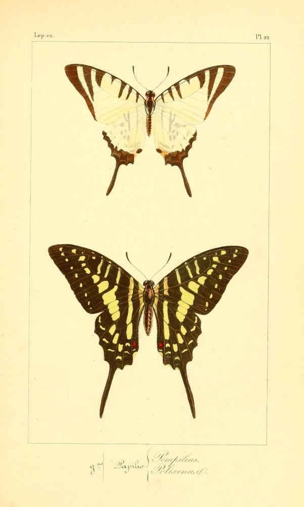 Histoire Naturelle des Lépidoptères Exotiques Poster Print by P. Pauquet, showcasing exotic butterflies.